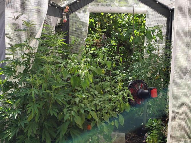Greenhouse Summer Outdoor Grow 2026. Week 15
