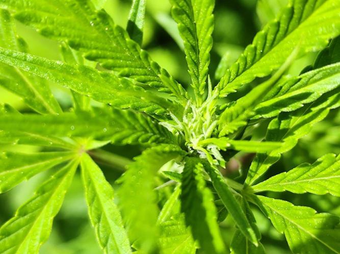 Greenhouse Summer Outdoor Grow 2026. Week 16 - Blueberry Cut von Hanfgarten - Blütebeginn