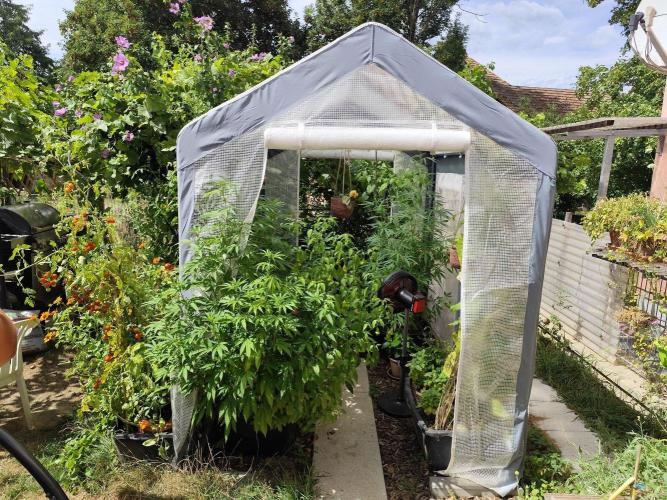 Greenhouse Summer Outdoor Grow 2026. Week 16 - Tag 119