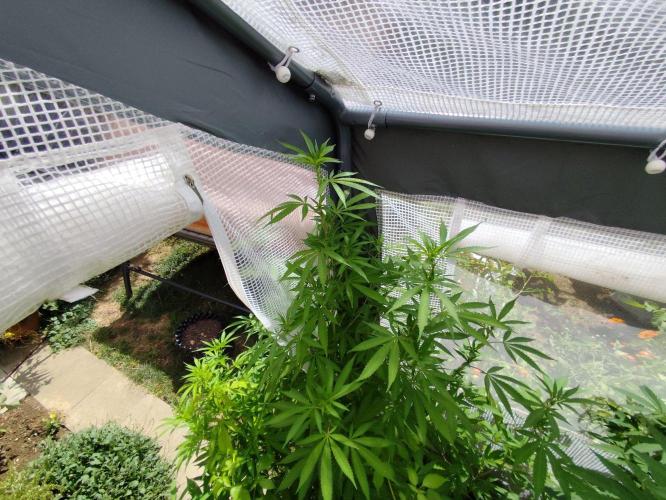 Greenhouse Summer Outdoor Grow 2026. Week 16