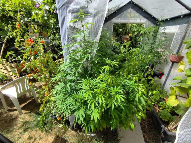 Greenhouse Summer Outdoor Grow 2026. Week 16