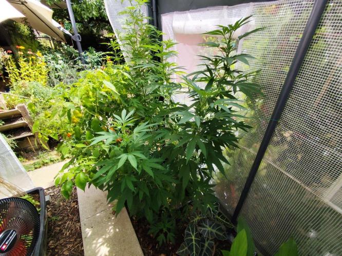 Greenhouse Summer Outdoor Grow 2026. Week 16 - Runz Cut von Hanfgarten