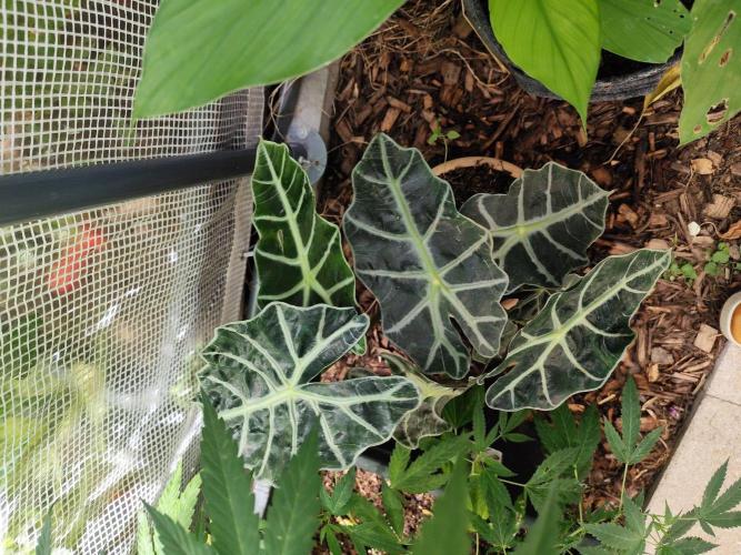 Greenhouse Summer Outdoor Grow 2026. Week 16 - Sanders Pfeilblatt, Alocasia sanderiana
