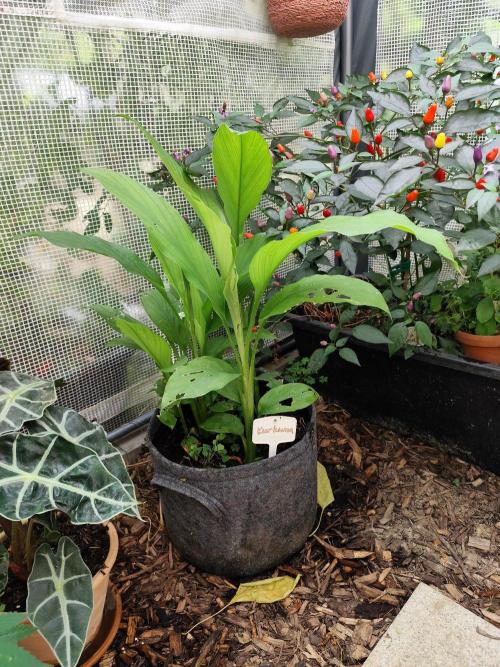 Greenhouse Summer Outdoor Grow 2026. Week 16 - Gelbwurz, Kurkuma, Curcuma longa