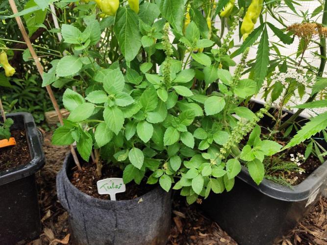 Greenhouse Summer Outdoor Grow 2026. Week 16 - Tulsi, Indisches Basilikum, Ocimum tenuiflorum