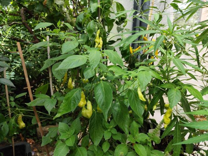 Greenhouse Summer Outdoor Grow 2026. Week 16 - Shishito, Japanischer Bratchili, Capsicum annuum