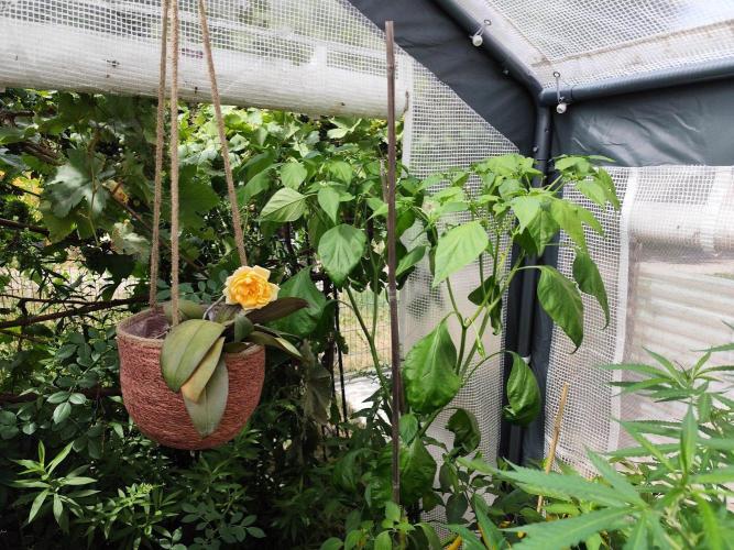 Greenhouse Summer Outdoor Grow 2026. Week 16 - Aji Armarillo, Capsicum baccatum, endlich mit Früchten