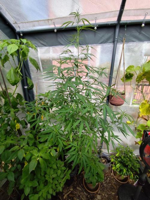 Greenhouse Summer Outdoor Grow 2026. Week 16 - Super Lemon Haze Cut von Hanfgarten