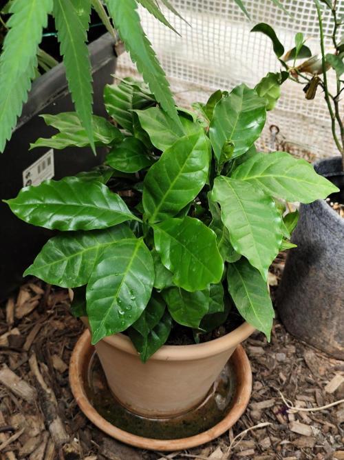 Greenhouse Summer Outdoor Grow 2026. Week 16 - Robusta-Kaffee, Coffea canephora