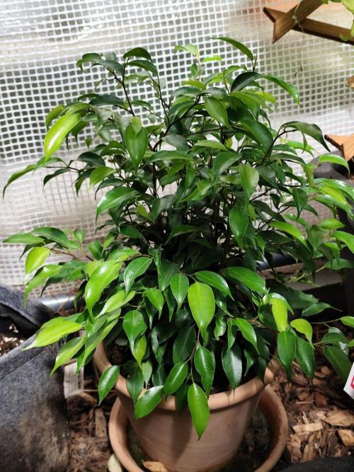 Greenhouse Summer Outdoor Grow 2026. Week 16 - Birkenfeige, Ficus benjamina
