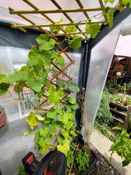 Greenhouse Summer Outdoor Grow 2026. Week 16 - Gurke, Cucumis sativus
