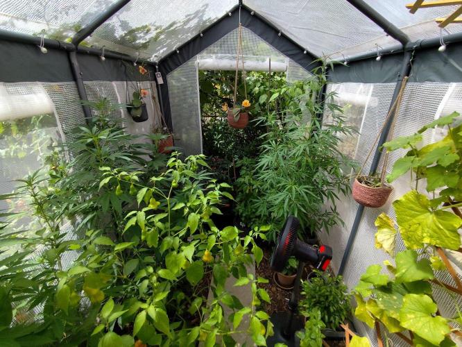 Greenhouse Summer Outdoor Grow 2026. Week 16