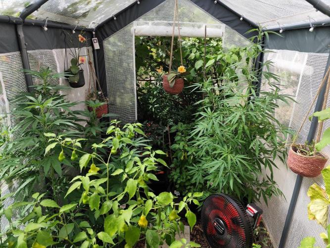 Greenhouse Summer Outdoor Grow 2026. Week 16