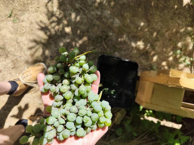 Greenhouse Summer Outdoor Grow 2026. Week 16 - Botrytis
