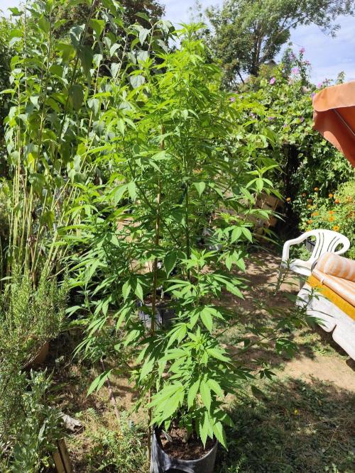 Greenhouse Summer Outdoor Grow 2026. Week 16 - Mimosa x Orange Punch fem. von Barney's Farm