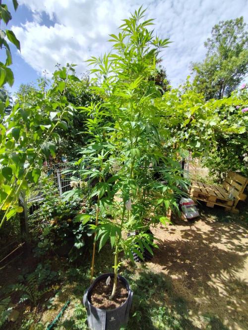 Greenhouse Summer Outdoor Grow 2026. Week 16 - Chocolat Sherbet fem. von Grower's Choice