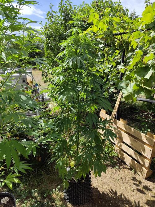Greenhouse Summer Outdoor Grow 2026. Week 16 - Purple Lemonade FF von 2Fast4Buds