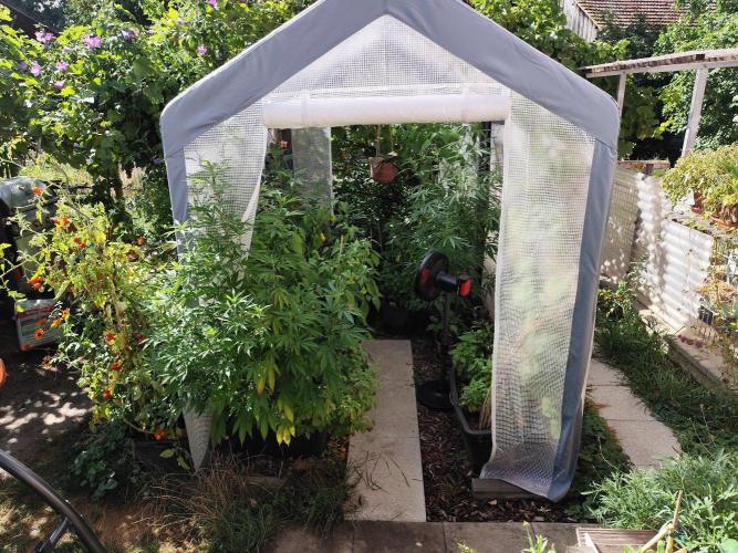 Greenhouse Summer Outdoor Grow 2026. Week 17 - Tag 120