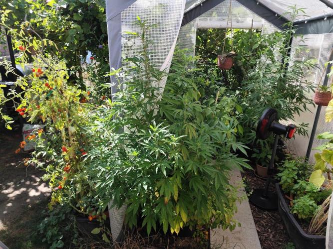 Greenhouse Summer Outdoor Grow 2026. Week 17