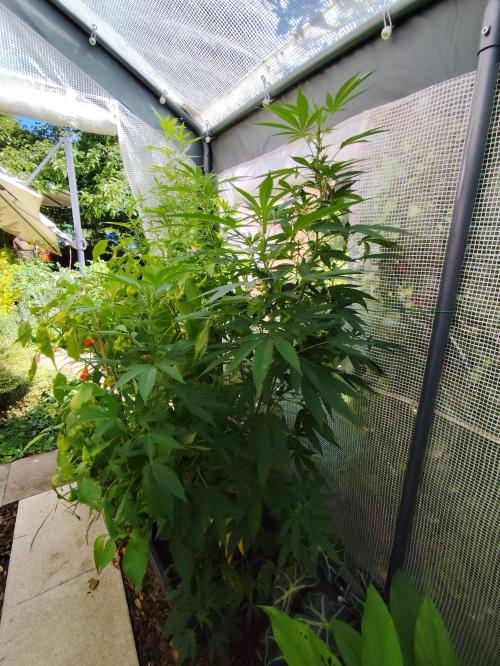 Greenhouse Summer Outdoor Grow 2026. Week 17 - Runtz Cut von Hanfgarten