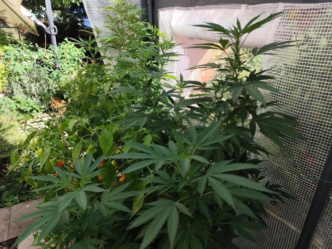 Greenhouse Summer Outdoor Grow 2026. Week 17