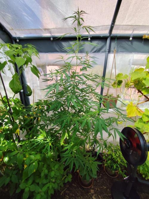 Greenhouse Summer Outdoor Grow 2026. Week 17 - Super Lemon Haze Cut von Hanfgarten