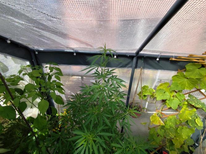 Greenhouse Summer Outdoor Grow 2026. Week 17