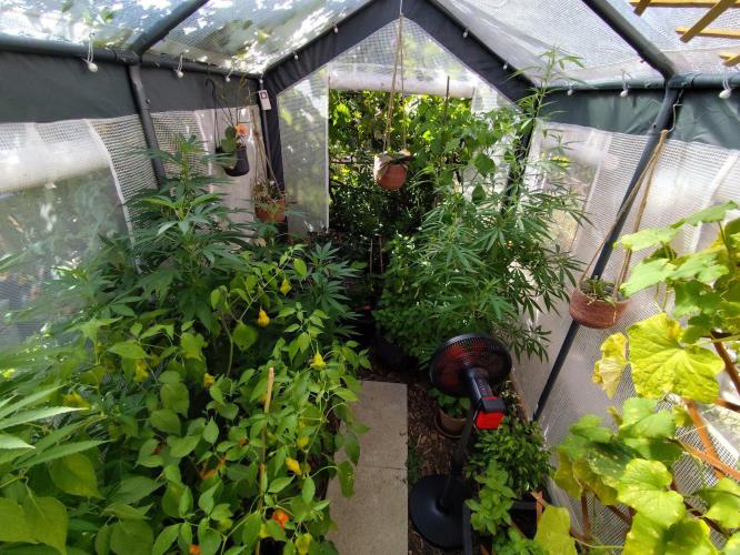 Greenhouse Summer Outdoor Grow 2026. Week 17