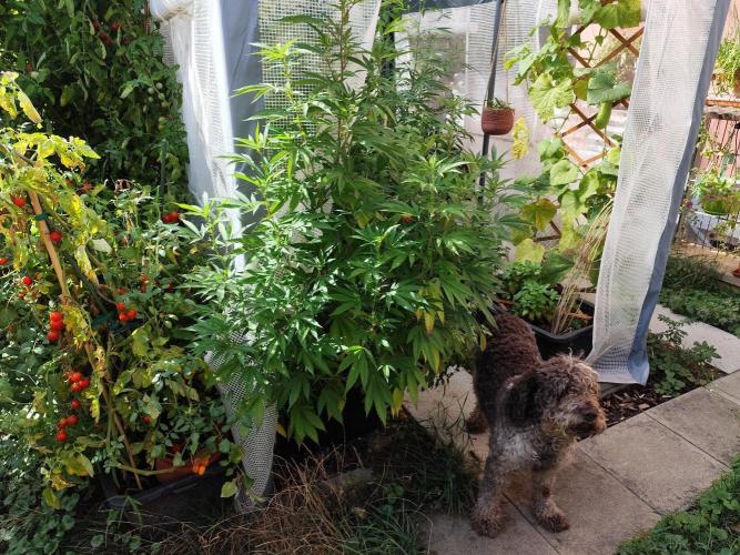 Greenhouse Summer Outdoor Grow 2026. Week 17