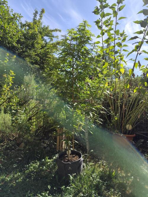 Greenhouse Summer Outdoor Grow 2026. Week 17 - Mimosa x Orange Punch fem. von Barney's Farm