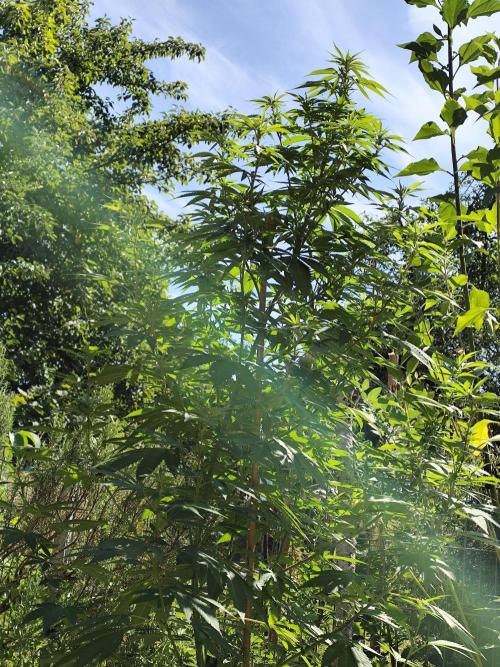 Greenhouse Summer Outdoor Grow 2026. Week 17