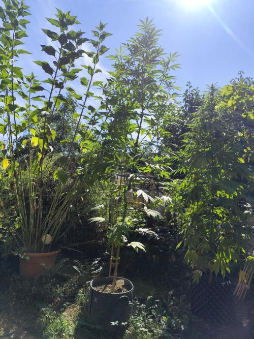 Greenhouse Summer Outdoor Grow 2026. Week 17 - Chocolat Sherbet fem. von Grower's Choice