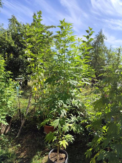Greenhouse Summer Outdoor Grow 2026. Week 17