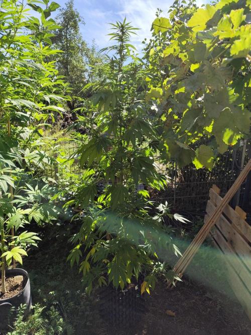 Greenhouse Summer Outdoor Grow 2026. Week 17 - Purple Lemonade FF von 2Fast4Buds