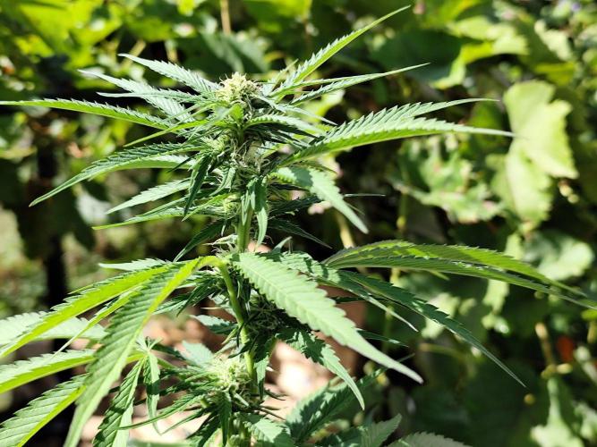 Greenhouse Summer Outdoor Grow 2026. Week 17