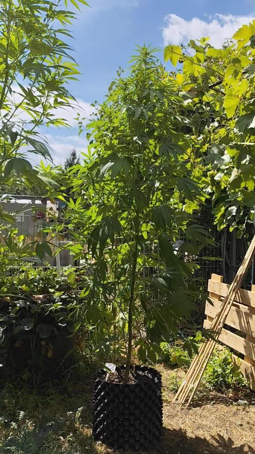 Greenhouse Summer Outdoor Grow 2026