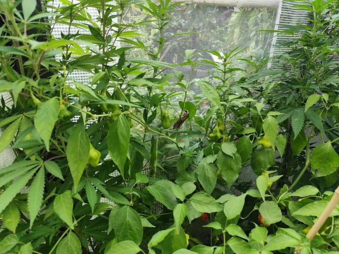 Greenhouse Summer Outdoor Grow 2026. Week 18 - Windenschwärmer (Agrius convolvuli)