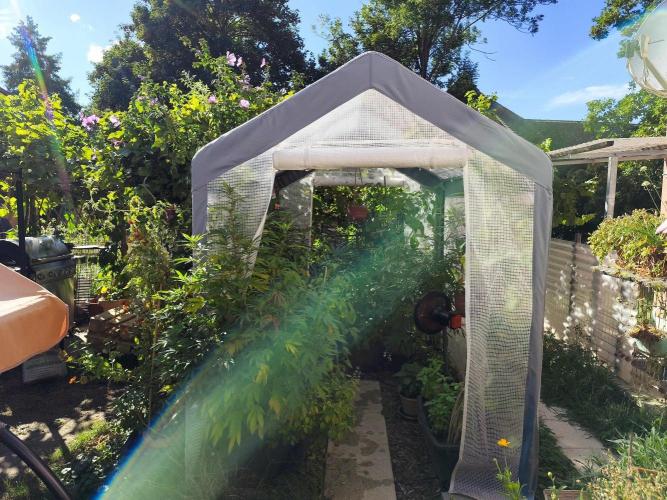 Greenhouse Summer Outdoor Grow 2026. Week 18 - Tag 130