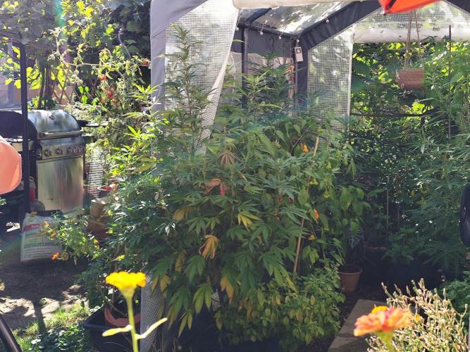 Greenhouse Summer Outdoor Grow 2026. Week 18 - Blueberry Cut von Hanfgarten