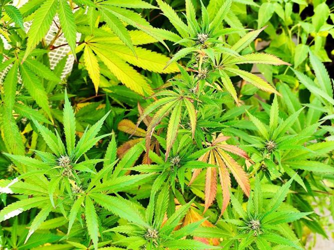 Greenhouse Summer Outdoor Grow 2026. Week 18