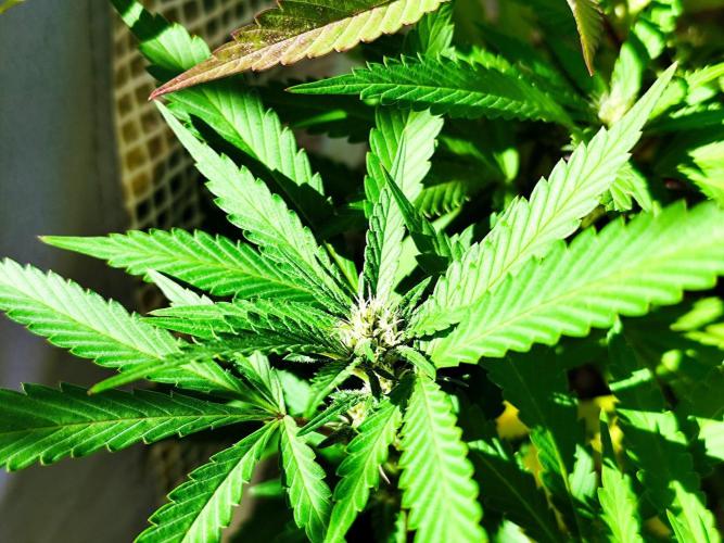 Greenhouse Summer Outdoor Grow 2026. Week 18