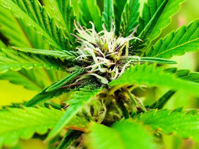 Greenhouse Summer Outdoor Grow 2026. Week 18