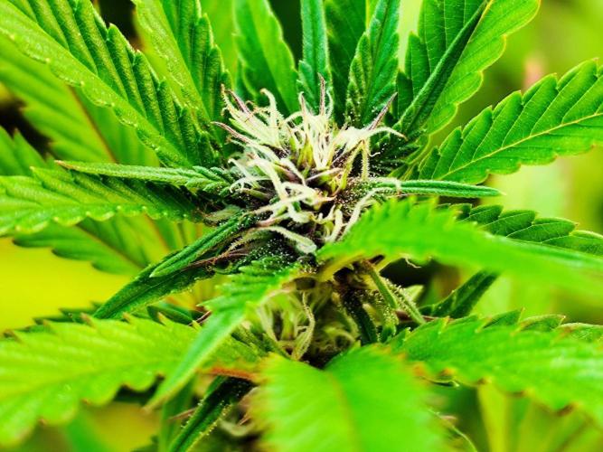 Greenhouse Summer Outdoor Grow 2026. Week 18