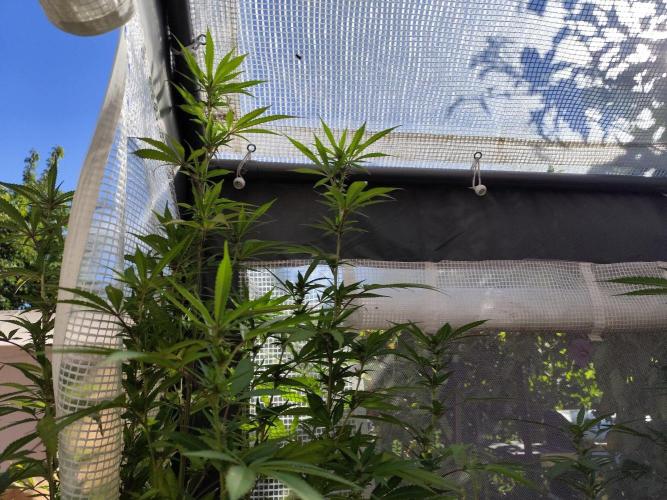 Greenhouse Summer Outdoor Grow 2026. Week 18