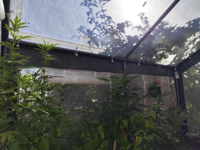 Greenhouse Summer Outdoor Grow 2026. Week 18