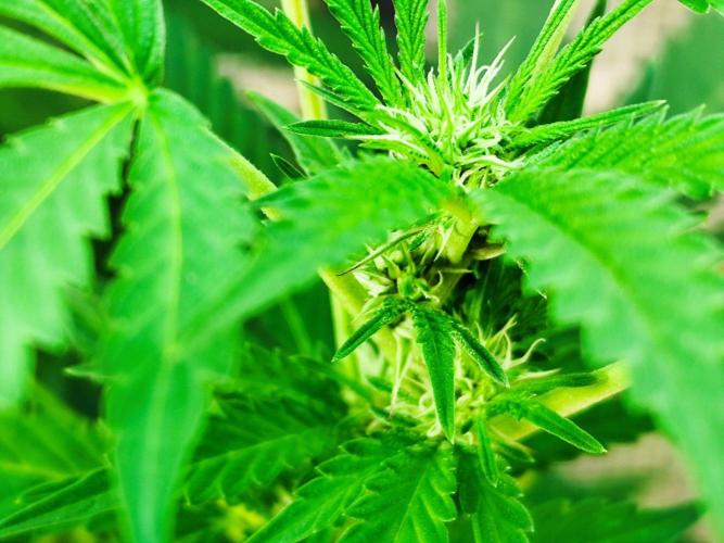 Greenhouse Summer Outdoor Grow 2026. Week 18