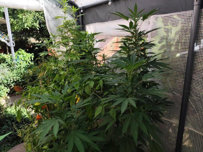 Greenhouse Summer Outdoor Grow 2026. Week 18 - Runtz Cut von Hanfgarten