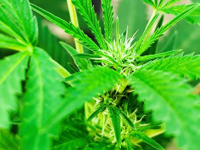 Greenhouse Summer Outdoor Grow 2026. Week 18