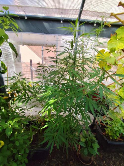 Greenhouse Summer Outdoor Grow 2026. Week 18 - Super Lemon Haze Cut von Hanfgarten/Greenhousseeds