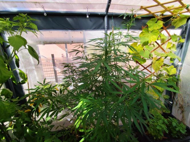 Greenhouse Summer Outdoor Grow 2026. Week 18